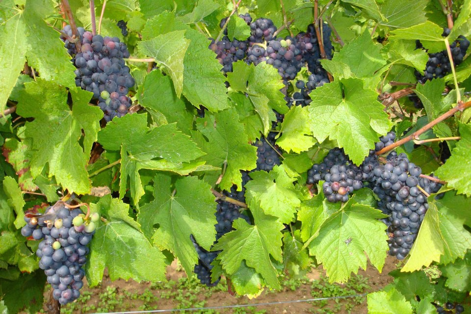 nowweb-wellington-winery-rode-druiven