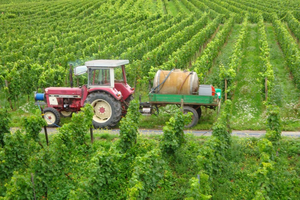 nowweb-wellington-winery-wijnveld