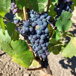 Bourgogne versus Loire