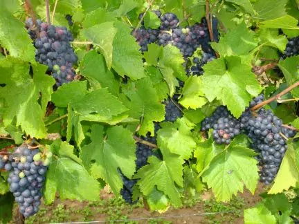 nowweb-wellington-winery-rode-druiven